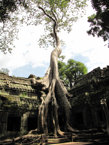 berühmteste Würgefeige ganz Angkors