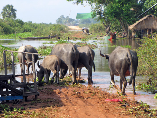 Wasserbüffel am Tonle Sap See