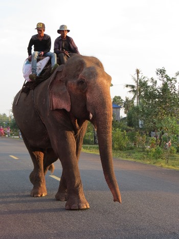 Elefant unterwegs
