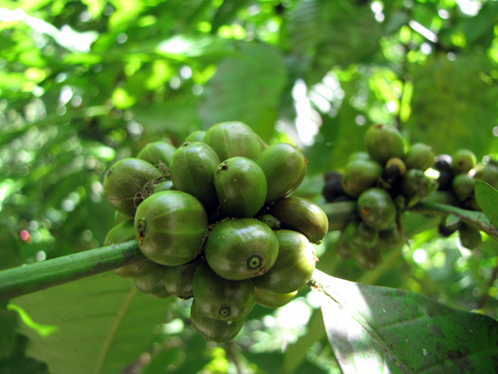 Kaffeepflanze der Sorte Robusta