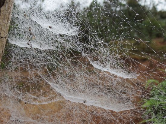 Spinnennetze mit Morgentau