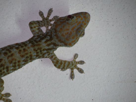 Gecko auf der Pirsch