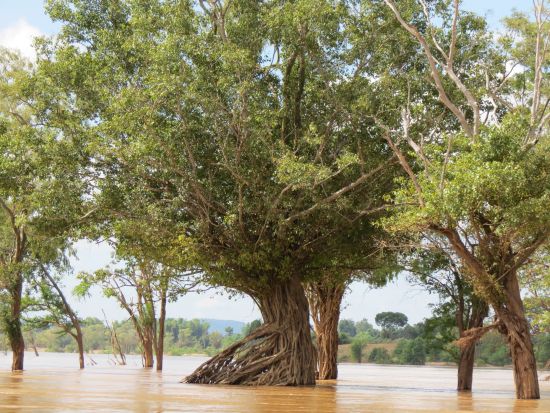 Bäume im Mekong