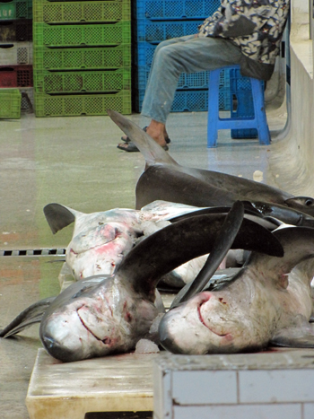frisch gefangene Haie in der Fischhalle am Hafen