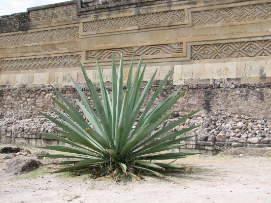 Agave in Mitla