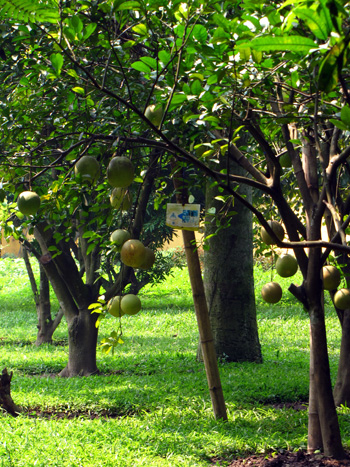 Pomelobäume im Präsidentenareal